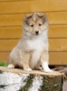 Foto №4. Ich werde verkaufen shetland sheepdog in der Stadt Wladiwostok. vom kindergarten, züchter - preis - 739€