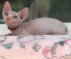 Foto №2 zu Ankündigung № 36789 zu verkaufen sphynx-katze - einkaufen Russische Föderation quotient 	ankündigung