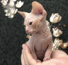 Foto №1. sphynx-katze - zum Verkauf in der Stadt Brownsville | 398€ | Ankündigung № 84372