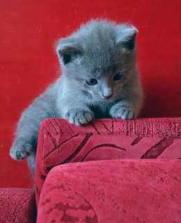 Foto №3. Ich werde Kätzchen der russischen blauen Katze verkaufen. Russische Föderation