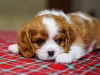 Foto №1. cavalier king charles spaniel - zum Verkauf in der Stadt Стамбул | 1000€ | Ankündigung № 95862