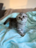 Zusätzliche Fotos: Kitten suchen ein neues, liebevolles Zuhause