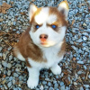 Foto №3. Siberian Husky-Welpen sind jetzt startklar. Business WhatsApp 37256348129. Finnland