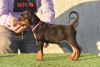 Foto №3. Dobermann Welpen 2. Monate alt. Serbien