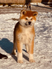 Foto №3. Japanische Akita Inu-Welpen. Serbien