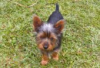 Foto №3. Silky terrier puppies for sale. Deutschland