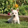 Foto №4. Ich werde verkaufen west highland white terrier in der Stadt Berlin.  - preis - verhandelt