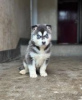 Foto №1. siberian husky - zum Verkauf in der Stadt Ikhwezi | verhandelt | Ankündigung № 55320