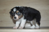 Foto №2 zu Ankündigung № 125158 zu verkaufen australian shepherd - einkaufen Österreich quotient 	ankündigung