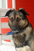 Foto №2 zu Ankündigung № 93110 zu verkaufen mischlingshund - einkaufen Russische Föderation quotient 	ankündigung