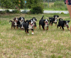 Foto №1. appenzeller sennenhund - zum Verkauf in der Stadt Lublin | 1500€ | Ankündigung № 21671