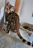 Zusätzliche Fotos: Bengal-Katze - Bengal-Kätzchen