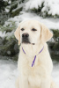 Zusätzliche Fotos: Labrador-Retriever-Welpen