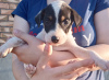 Foto №1. mischlingshund - zum Verkauf in der Stadt Rostow am Don | Frei | Ankündigung № 20617