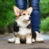 Foto №3. Welsh Corgi Pembroke. Russische Föderation