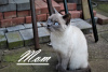 Zusätzliche Fotos: Schöne blau und Colourpoint Blue British Shorthair Kätzchen
