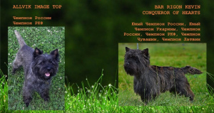 Foto №1. cairn terrier - zum Verkauf in der Stadt Kazan | verhandelt | Ankündigung № 3125