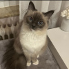 Foto №3. Ragdoll-Katze. Deutschland