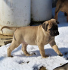 Foto №2 zu Ankündigung № 110073 zu verkaufen bullmastiff - einkaufen USA quotient 	ankündigung, züchter