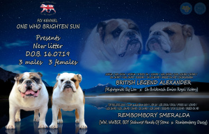 Zusätzliche Fotos: Englische Bulldoggen