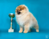 Zusätzliche Fotos: Show-Prospekt Pomeranian Spitz Mädchen