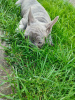 Foto №2 zu Ankündigung № 98555 zu verkaufen französische bulldogge - einkaufen Serbien züchter