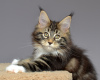 Foto №3. Schwarzer Tabby Kitty X'Perssia. Russische Föderation