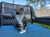 Foto №1. maine-coon-katze - zum Verkauf in der Stadt West Palm Beach | 379€ | Ankündigung № 118293