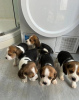 Foto №2 zu Ankündigung № 47503 zu verkaufen beagle - einkaufen Österreich quotient 	ankündigung