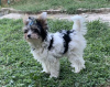 Foto №1. yorkshire terrier - zum Verkauf in der Stadt Ioannina | 1900€ | Ankündigung № 68262