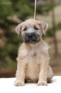 Zusätzliche Fotos: Welpen Irish Soft Coated Wheaten Terrier.