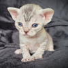 Foto №2 zu Ankündigung № 72824 zu verkaufen devon rex - einkaufen Finnland quotient 	ankündigung, züchter