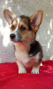 Foto №3. CORGI WELSH PEMBROKE puppies for sale. Serbien