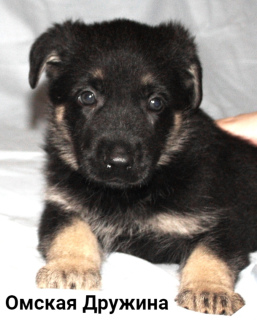 Foto №2 zu Ankündigung № 5083 zu verkaufen osteuropäischer schäferhund - einkaufen Russische Föderation vom kindergarten