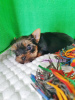 Foto №3. Yorkshire-Terrier. Yorkshire-Terrier-Welpen von reinrassigen Eltern.. Georgien