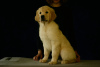 Foto №2 zu Ankündigung № 13618 zu verkaufen golden retriever - einkaufen Russische Föderation züchter