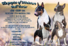 Foto №1. bullterrier - zum Verkauf in der Stadt Новоуральск | 986€ | Ankündigung № 52533