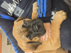 Zusätzliche Fotos: auf der Suche nach einem neuen Zuhause 2 Bullmastiff-Hündinnen geboren am