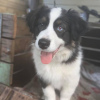 Foto №1. australian shepherd - zum Verkauf in der Stadt Франкфурт-на-Майне | 320€ | Ankündigung № 78584