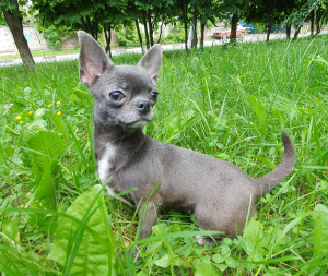 Foto №2 zu Ankündigung № 2439 zu verkaufen chihuahua - einkaufen Russische Föderation vom kindergarten, züchter