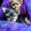 Foto №2 zu Ankündigung № 66318 zu verkaufen yorkshire terrier - einkaufen Lettland quotient 	ankündigung