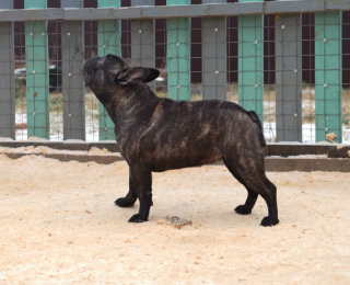 Zusätzliche Fotos: Junge französische Bulldogge wartet auf Eigentümer