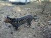 Zusätzliche Fotos: Paarung einer Bengalkatze