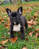 Zusätzliche Fotos: Schöne Französische Bulldogge Welpen Rüde und Hündin zu verkaufen