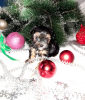 Foto №2 zu Ankündigung № 8370 zu verkaufen yorkshire terrier - einkaufen Russische Föderation züchter
