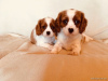 Foto №2 zu Ankündigung № 123636 zu verkaufen cavalier king charles spaniel - einkaufen Deutschland quotient 	ankündigung