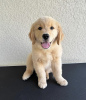 Foto №2 zu Ankündigung № 126506 zu verkaufen golden retriever - einkaufen Estland quotient 	ankündigung