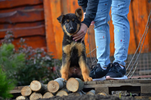 Foto №2 zu Ankündigung № 4678 zu verkaufen deutscher schäferhund - einkaufen Ukraine züchter