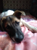 Foto №2 zu Ankündigung № 8081 zu verkaufen mischlingshund - einkaufen Russische Föderation quotient 	ankündigung