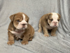 Foto №3. Abstammung männlicher und weiblicher englischer Bulldoggenwelpen zu verkaufen. Deutschland